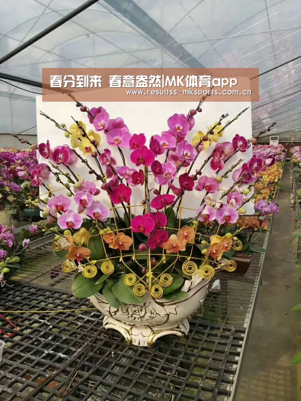 春分到来 春意盎然|MK体育app(图1)